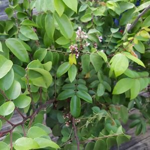 Meet your Posher, Kieu oanh